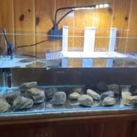 Acquario/tartarughiera di 40l completo di tutto