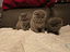 Immagine 4