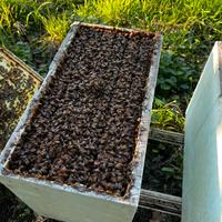 Famiglia di Api da Miele - Sciame - nucleo