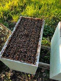 Famiglia di Api da Miele - Sciame - nucleo