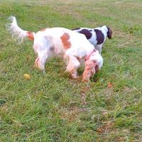 Cocker Spaniel Inglese Pedigree Femmina