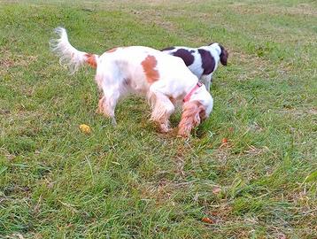 Cocker Spaniel Inglese Pedigree Femmina