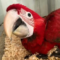 Pullo di ara chloroptera