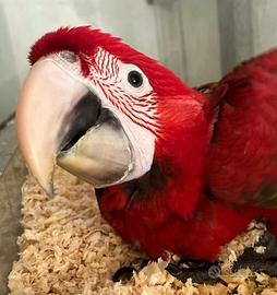 Pullo di ara chloroptera