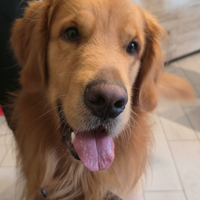 Golden Retriver per monta completo di pedigree