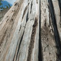 Travi in ginepro antiche