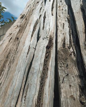 Travi in ginepro antiche