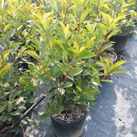 Photinia red robin