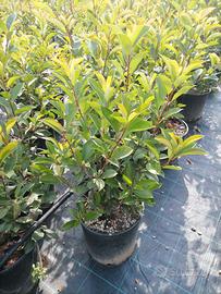 Photinia red robin