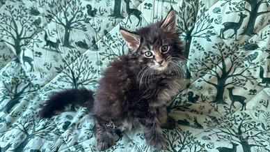 Cucciolo castano di maine coon