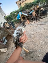 Pulcini e galline