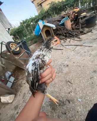 Pulcini e galline
