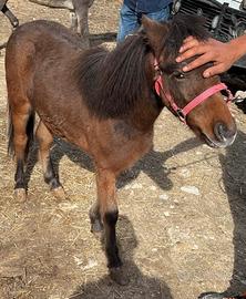 Mini pony