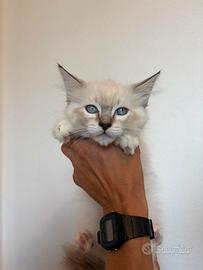 Cucciola femmina ragdoll