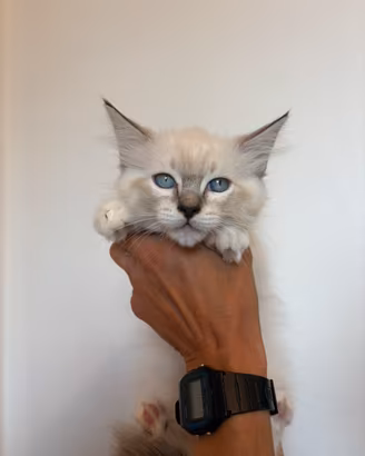 Cucciola femmina ragdoll