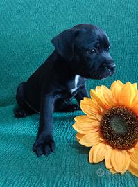 Cuccioli Staffordshire Bull Terrier Staffy 