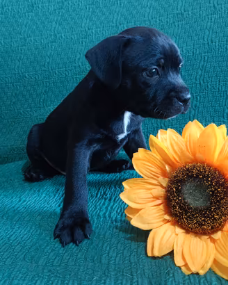 Cuccioli Staffordshire Bull Terrier Staffy 