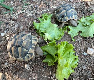 2 tartar ughe di terra