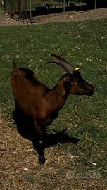Capra Camosciata in lattazione