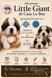 Cuccioli di San Bernardo