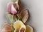 Immagine 6