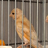 Cardinalini del venezuela