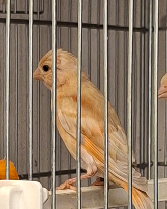 Cardinalini del venezuela