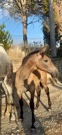 Cavallo spagnolo puledra