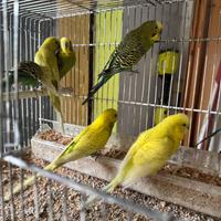 Vendita pappagalli / gabbie / voliere