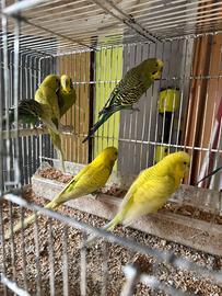 Vendita pappagalli / gabbie / voliere