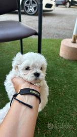 Maltese coreano toy