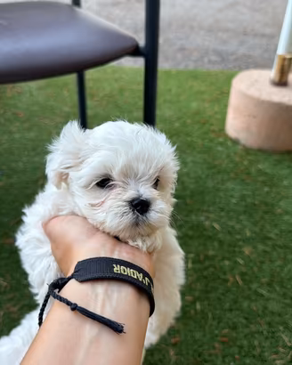 Maltese coreano toy