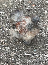 Moroseta