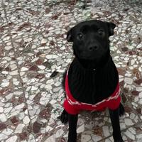 Pinscher molto affettuoso