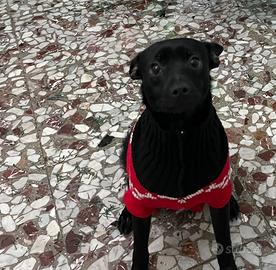 Pinscher molto affettuoso