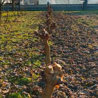 Alberi di Gelso, Pianta Gelso