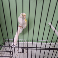 Mosaica gialla femmina