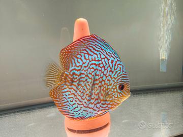 Pesci discus