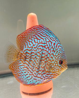 Pesci discus