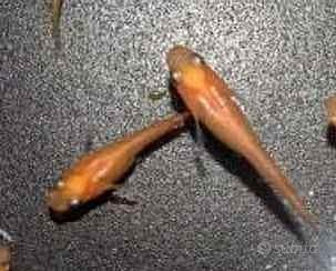 MEDAKA. Pesce delle risaie . Laghetto