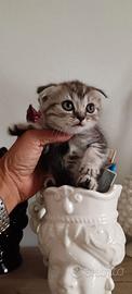 Cuccioli di gattini scottish straight e fold