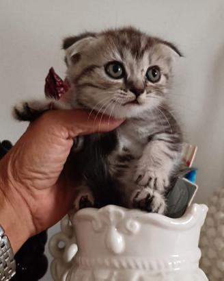 Cuccioli di gattini scottish straight e fold