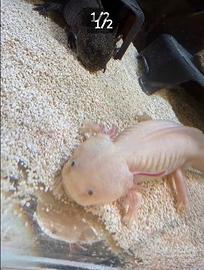 Coppia axolotl