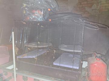 N. 2 gabbie roditori