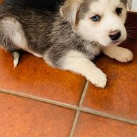 Golden retriver e L./ husky con occhi celesti