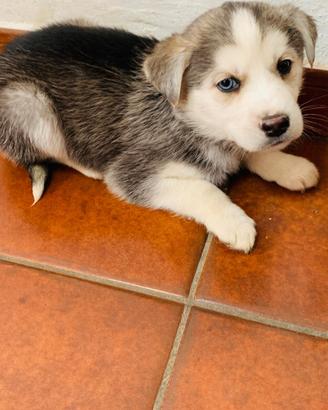 Golden retriver e L./ husky con occhi celesti