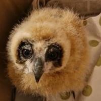 Rapace Pullo di 30 giorni