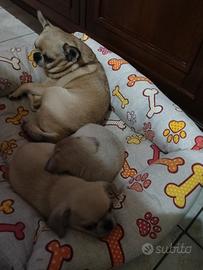 Chihuahua