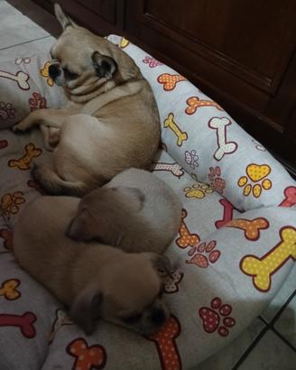 Chihuahua