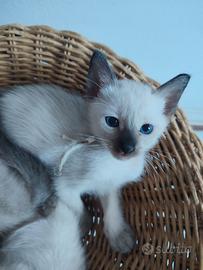 Siamese Tradizionale, Thai microchip Pedigree